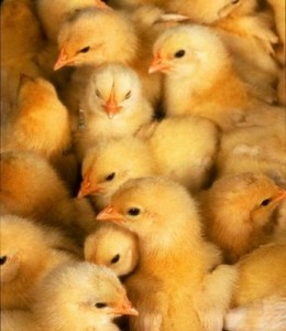 baby_chicks