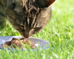 eating-wet-food-300x241