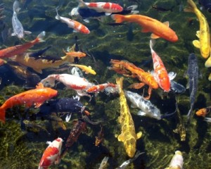 koi fish2